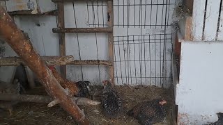 Kury strajkują🐔🥚 Będą małe kaczuszki na Boże Narodzenie 🦆 Co słychać w kurniku [upl. by Griffy]