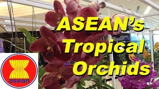 ASEANs tropical orchids [upl. by Nyrhtak]