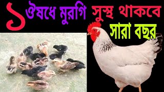 মাত্র একটি ঔষধ দিয়ে সুস্থ থাকবে সারা বছর দেশি মুরগি  দেশি মুরগি পালন [upl. by Veronika365]