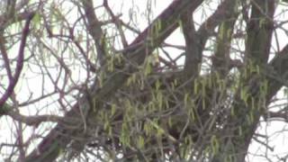 Bald Eagle near Brookville IN [upl. by Sirovaj468]