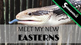 My Eastern Blue Tongue Skinks  Ep 68 [upl. by Mumford]