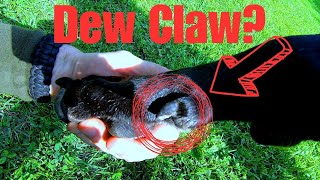 What Is A Dew Claw Why Does my Great Dane Have Dew Claws Dog [upl. by Irafat]