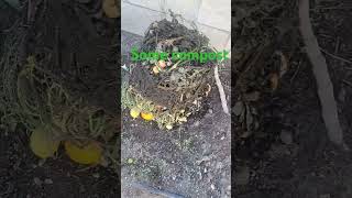 Compost for my dragonpickleman fyp plants scraps food time greens [upl. by Idnahk]