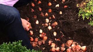 How To Plant 100 Tulips in 30 Minutes [upl. by Ahsets585]