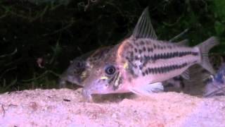 Corydoras ornatus feeding [upl. by Adams]