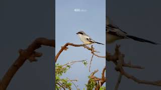 300mm vs 600mm ZOOM test shorts [upl. by Ander333]