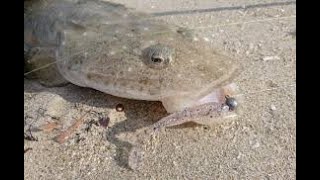 IFISHTV Forster Tuncurry Flathead Fishing Landbased with Soft Plastics [upl. by Tnert]