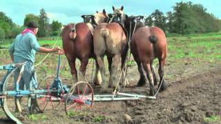 Strong Belgian Draft Horses Working on the Farm  Merelbeke [upl. by Rheta]