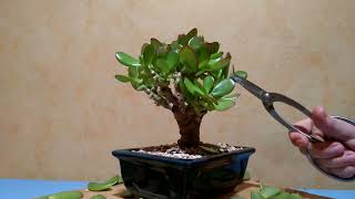 Crassula Ovata Harbour Lights 💚 Bonsai Blattschnitt und Triebe schneiden Pfennigbaum [upl. by Blondelle386]