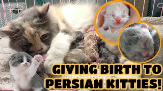 PERSIAN CAT GIVING BIRTH TO 5 KITTENS 😍✨ [upl. by Naillik347]