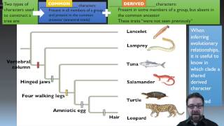 Classifying Organisms [upl. by Champaigne]