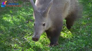 Aardvark  A unique and fascinating animal [upl. by Skerl521]