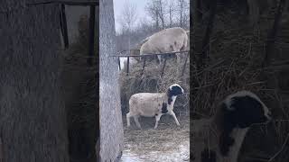 Sheep Of The Castle shortvideo farmanimals sheep cutefarmanimals funny [upl. by Pegeen60]