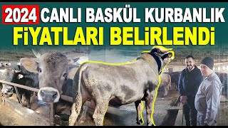 Canlı Baskül Kurbanlık 2024 Fiyatı Belli Oldu  Kurbanlık Fiyatları 2024  Yıldırım Besi Çiftliği [upl. by Baerman734]