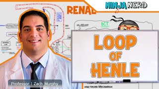 Renal  Loop of Henle [upl. by Aloap698]