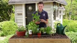 How To Plant an Herb Garden [upl. by Max]