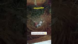 Breeding🐣 Season 2425 vibes hobby aviculture breed hatching lovebirds creamino albino [upl. by Irmina521]