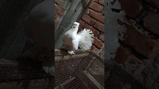 pigeon samsi birds shortvideo minivlog ptbirdlover528 [upl. by Jennee]