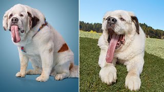 Rescued St Bernard Has the Longest Tongue in the World [upl. by Yrian]