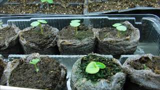 impatiens seedlings impatiens seeds germinated what do impatiens seedlings look like [upl. by Aitnas]