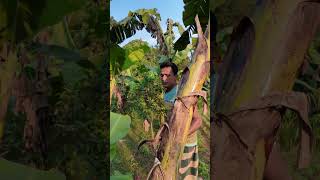 দেখুন কীভাবে আমি কলা গাছের যত্ন করি bananafarmer bananafarm farmer agriculture fruitplant [upl. by Karlie]