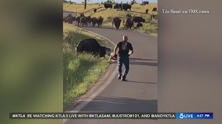 Bison attack causes South Dakota woman serious injuries [upl. by Anen]