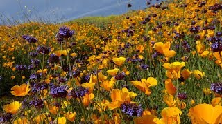 The Best of Californias Wildflower Bloom 2019 [upl. by Llenrrad645]