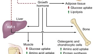 4 Growth hormone Arabic Endocrine physiology 6 [upl. by Bran]