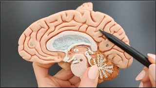 Brain Lobes  Brain Cortex  Sulcus vs Gyrus  Part 2 of 5 [upl. by Akieluz]