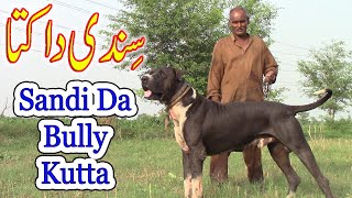 Black Bully Kutta In Pakpatan  Moti Bully Dog By Nafa TV HD [upl. by Eilerua]