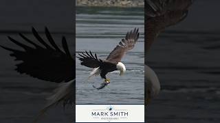 Surprised eagle grabs huge fish from the water and looks surprised eagle wildlife [upl. by Eiznekam]