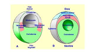 La gastrulation chez le xénope [upl. by Lemcke579]