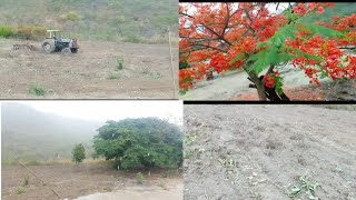 GRADEANDO A TERRA COM O TRATOR 🌧🚜🌱 PARRA FAZER A PLANTAÇÃO [upl. by Surbeck]