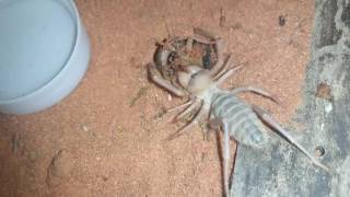 Solifugae  camel spider battles with large roach and eats it alive [upl. by Dressel563]