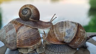 Meine Schnecken🐌🐚İnfo über Schnecken Nacktschnecken Weinbergschnecken TigerschneckenSchnecken [upl. by Erfert]