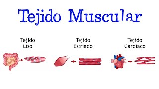 💪🏻 ¿Qué es el Tejido Muscular Tipos 💪🏻 Clasificación Fácil y Rápido  BIOLOGÍA [upl. by Paolo]