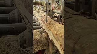 Wood planks cutting factory work process process shorts [upl. by Eilzel]