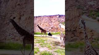 Wild Encounter Giraffe Kicks Ostrich After Surprising Pinch [upl. by Arama]