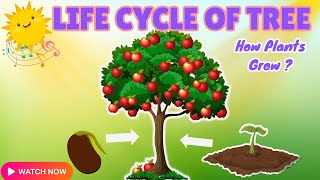 The life cycle of a tree  how does plant grow  english educational video  preschool kids song [upl. by Germano]