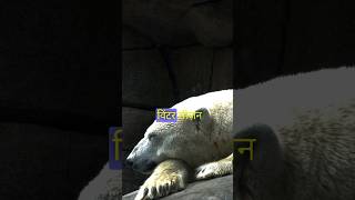 hibernation and estivation youtubeshorts facts animals [upl. by Phipps]