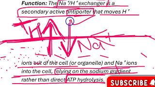 What are the Roles of VATPase NaH Exchange and HKATPase in Cell Acidification📚MZO001UNIT6 [upl. by Malissia889]