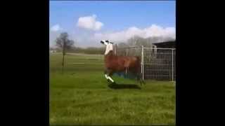 Llama Frolicking to DMX  EXTENDED VERSION [upl. by Sergo705]