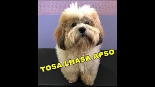 Tosa Lhasa Apso [upl. by Hayashi]