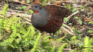 Chinese Bamboo Partridge Bambusicola thoracicus 2 [upl. by Arhna33]