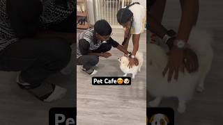 Pet Cafe at Klang  Thiru Vijay [upl. by Artinahs]