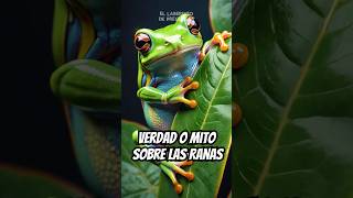 ¿Es verdad que las ranas pueden matar Mitos y verdades sobre ranas venenosas 🐸 [upl. by Leile130]