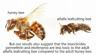 Acute toxicity of permethrin deltamethrin and etofenprox to the alfalfa leafcutting bee [upl. by Rebm]