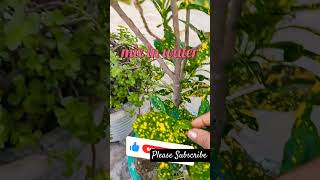 Best manure for croton plant shortsfeed gardening shortsviral shortsbeta  banana onion peel [upl. by Edyaj]