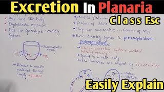 Excretion in planaria  Protonephridium  Flame Cell  Class 12 Biology [upl. by Itagaki939]