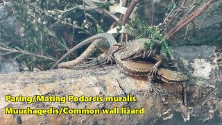 Mating Common wall lizard Podarcis muralis paring muurhagedis [upl. by Yajeet]